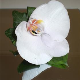 fwthumbphal bh white.jpg